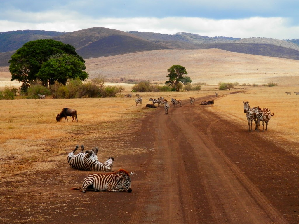 Зебры Танзания