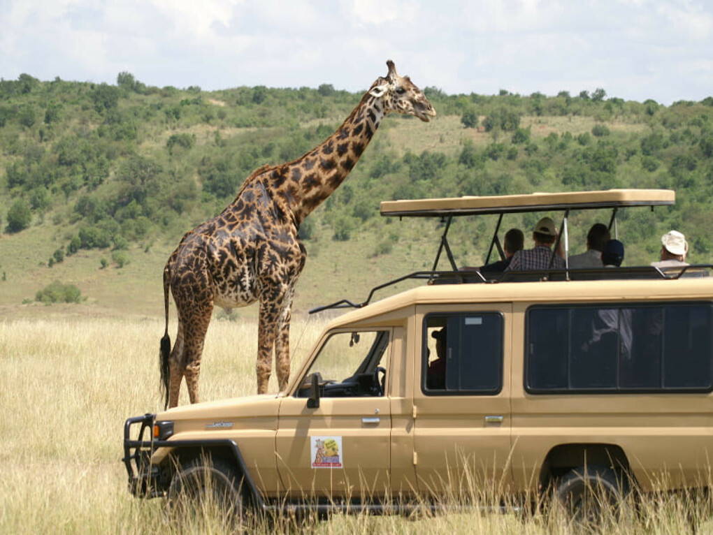 Жираф Кения